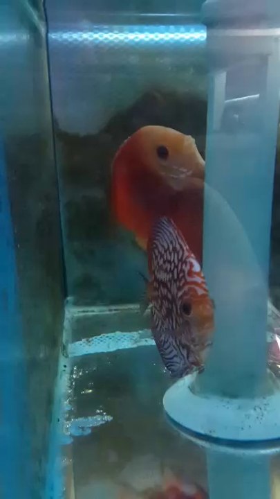 red dıamond erkek cekboard dişi