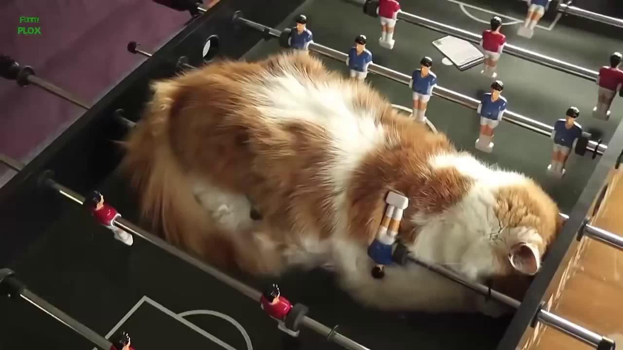 リビングクリエイトのオススメ！ヘンな寝方の居眠り猫特集　おもしろ動画