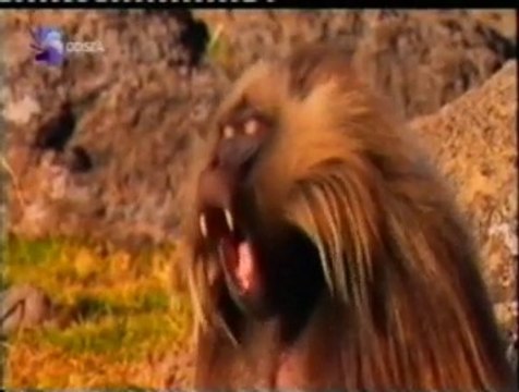 Geladas: Galanes del reino animal