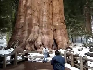 أضخم كائن حى على وجه الأرض