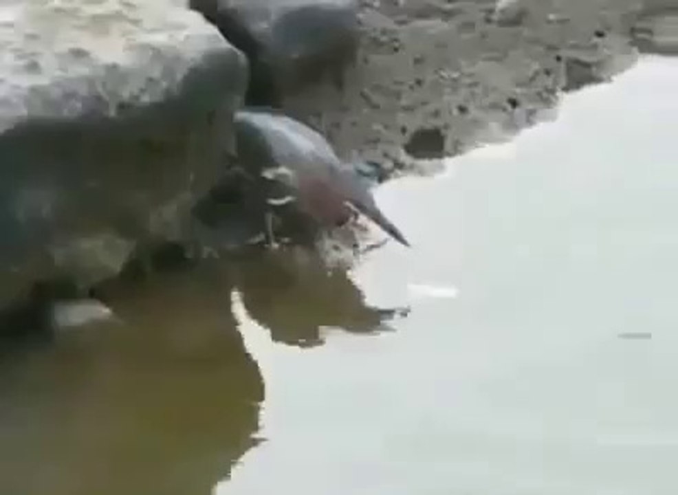 سبحان الله فيديو رائع لا يفوتكم