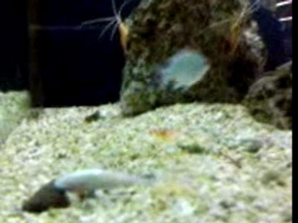 La mort du poisson...