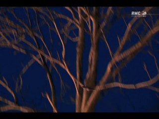 INSOLITE - Un écureuil volant