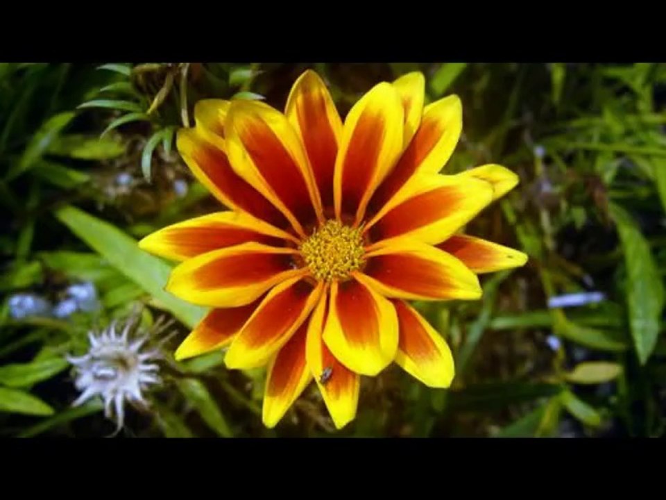 Ao ihany ve_...cover Biary (Hommage à Romule)