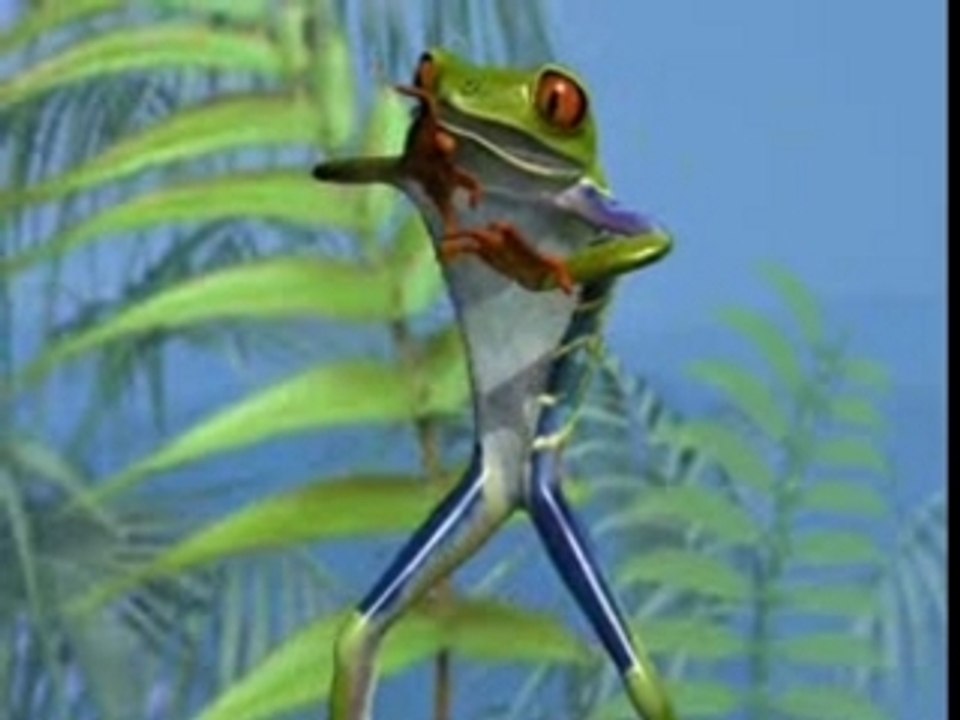 The Frog
