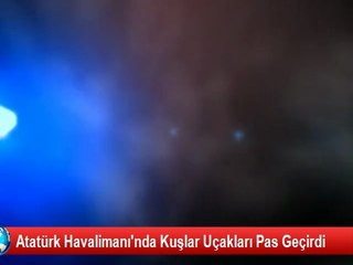Uçak Kuş Sürüne Çarptı, Ölen Kuşlar Piste Yayıldı