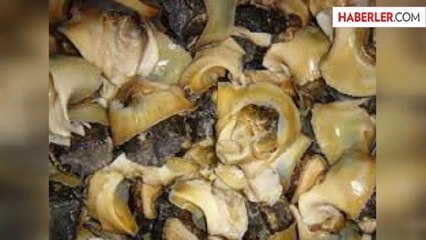 Deniz Salyangozundan İhracat ve İstihdama Önemli Katkı