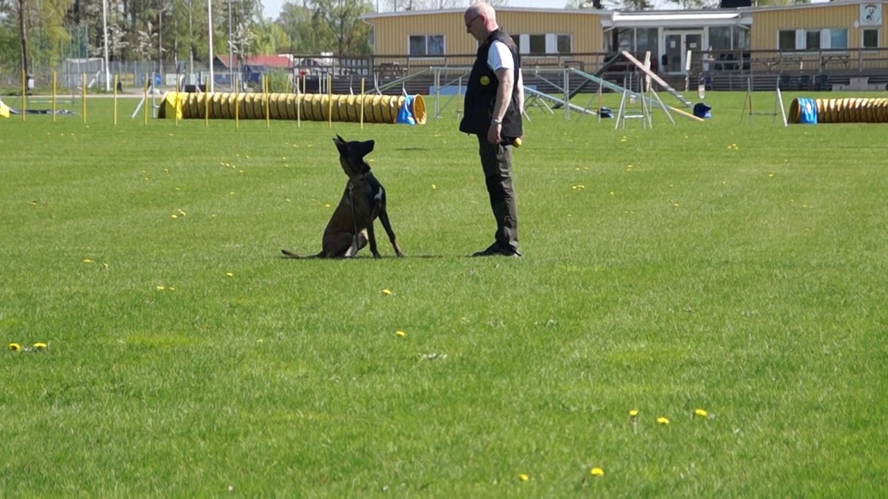 Biesta training obedience