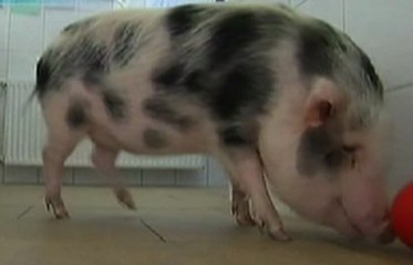 Le meilleur de l'insolite - ZAPPING ACTU BEST-OF DU 01/05/2014