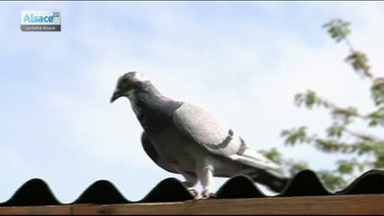 Les pigeons, athlètes des temps modernes