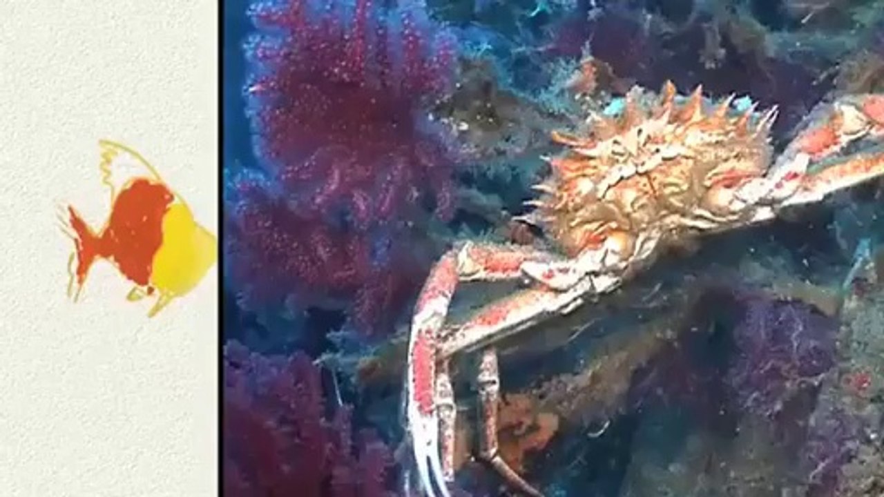 Mes p'tits docs illustrés - Volume 5