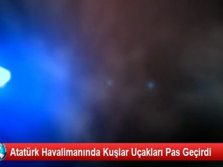 Atatürk Havalimanında Kuşlar Uçakları Pas Geçirdi