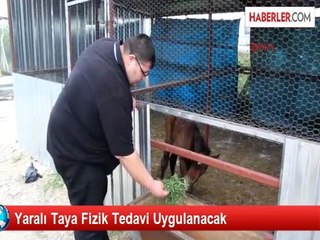 Yaralı Taya Fizik Tedavi Uygulanacak