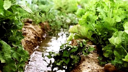 mem ararat STRANA BÊDENGIYÊ