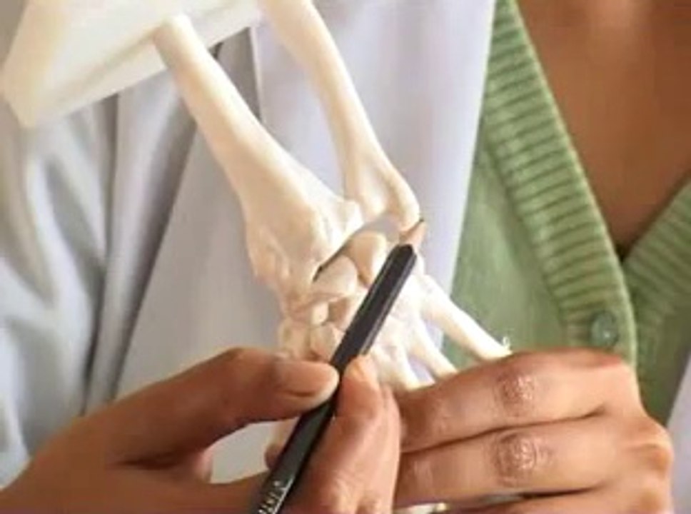 Ulna bone