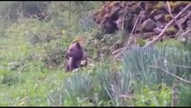 Un bébé ours tout seul dans les Pyrénées