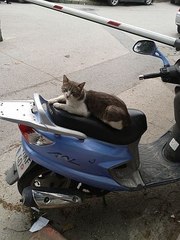 Kediler Poz Vermeye Bayılır - yasamdakibereket.com