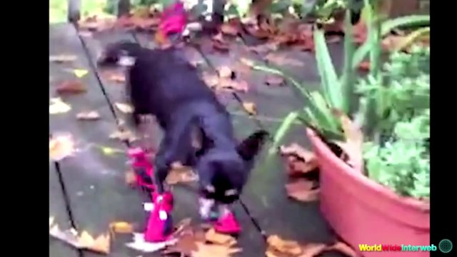 The Ultimate Dogs Wearing Shoes Compilation