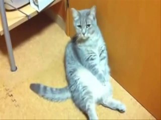 video gag chat humour rir