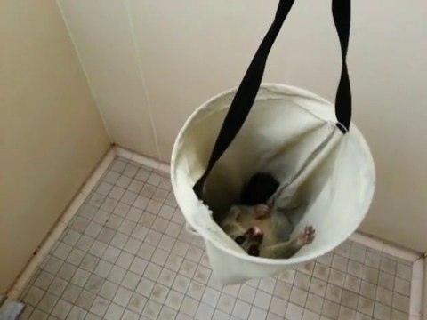 No shower today... Cute opossum is sleeping!