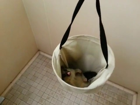 Mignon petit opossum fait dodo dans la douche!
