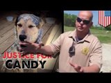 Animal cruelty: Deputy fired after he shoots dog in head and leaves it to suffer