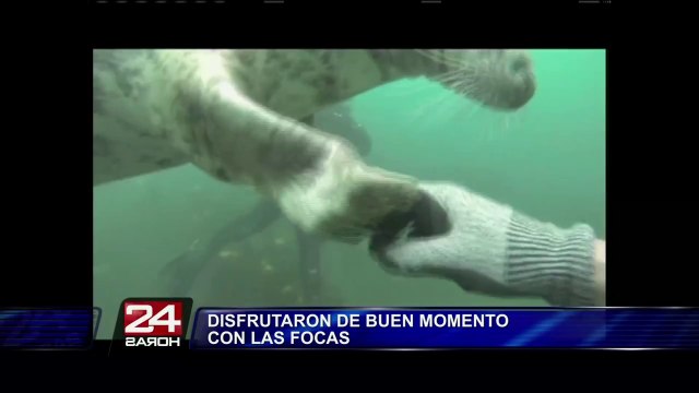 Inglaterra: Buzo realiza selfie con focas bebés bajo el agua