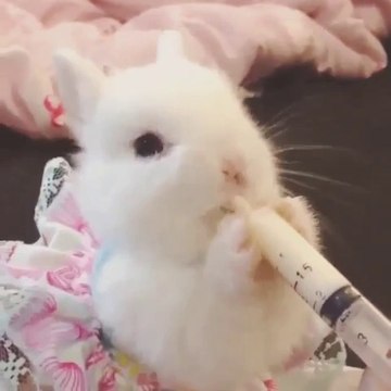 Bu kadar da sevimli olunmaz ki..