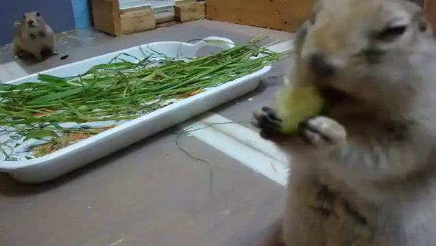 Bu Kadar Da Sevimli Olunmaz Ki