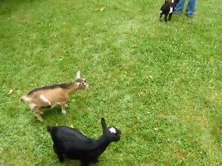 Bu Keçi Üretim Hatası Olabilir..