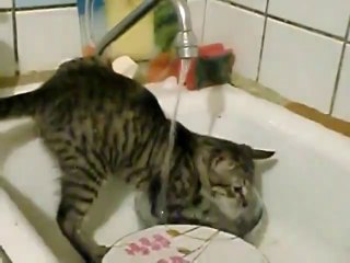 Bulaşık Yıkayan Kedi