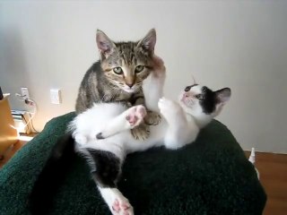 Daha önce hiç masör kedi gördünüz mü