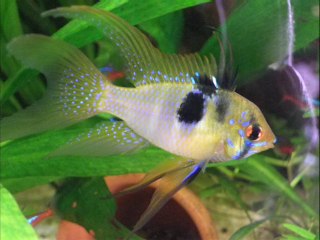 CONCOURS PHOTO  BETTA D'OC MAI 2014