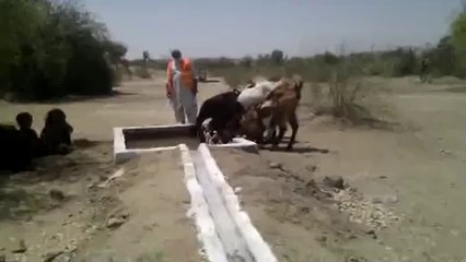 A new WELL for the people of THAR by Customs Health Care society