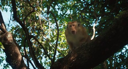 Monkey Kingdom Official Teaser (2015) - Disneynature Documentary HD