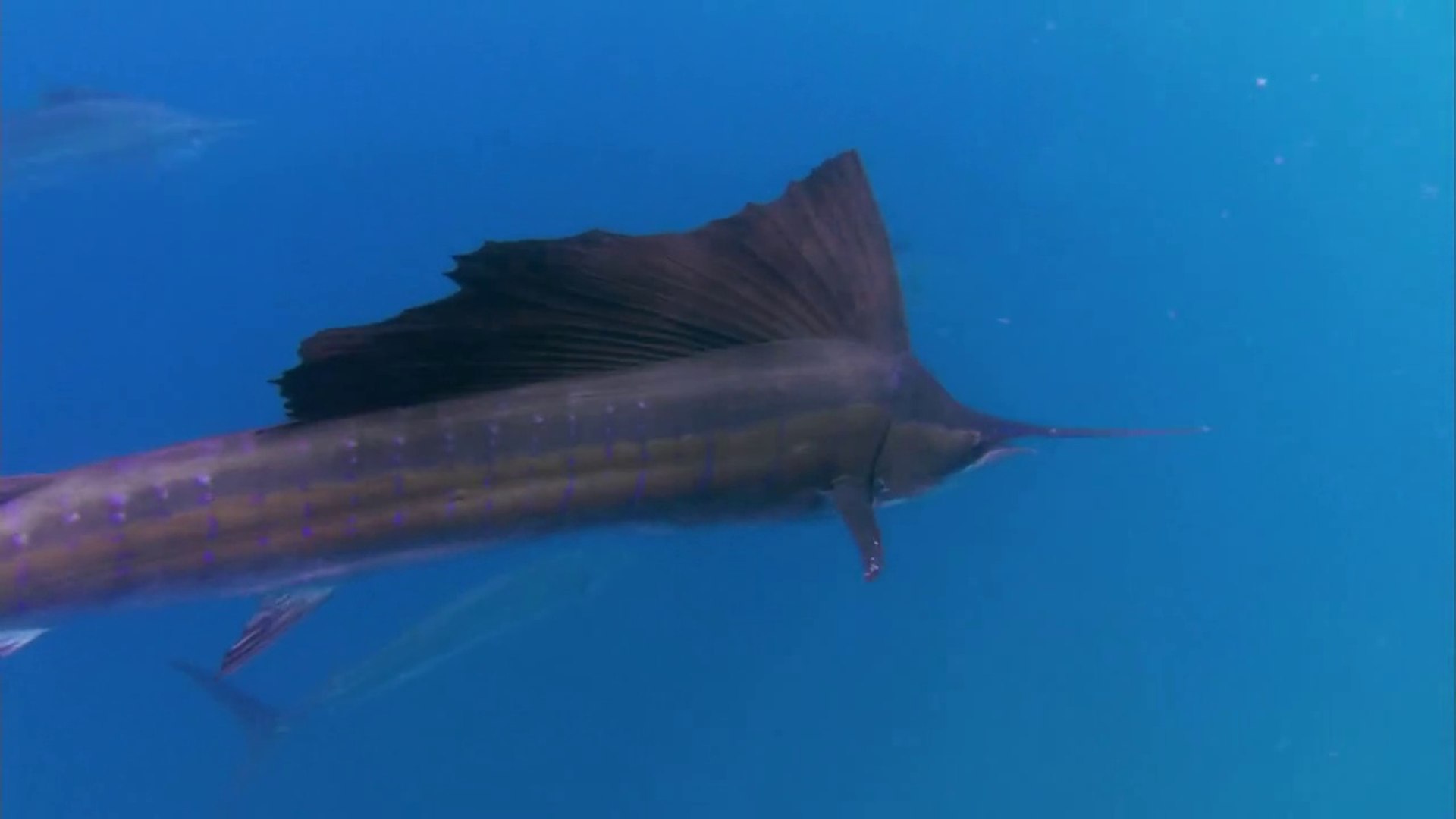 Yelken Baliklarinin Sardalya Avi Dailymotion Video