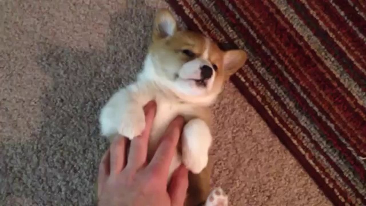 Sleepy Puppy