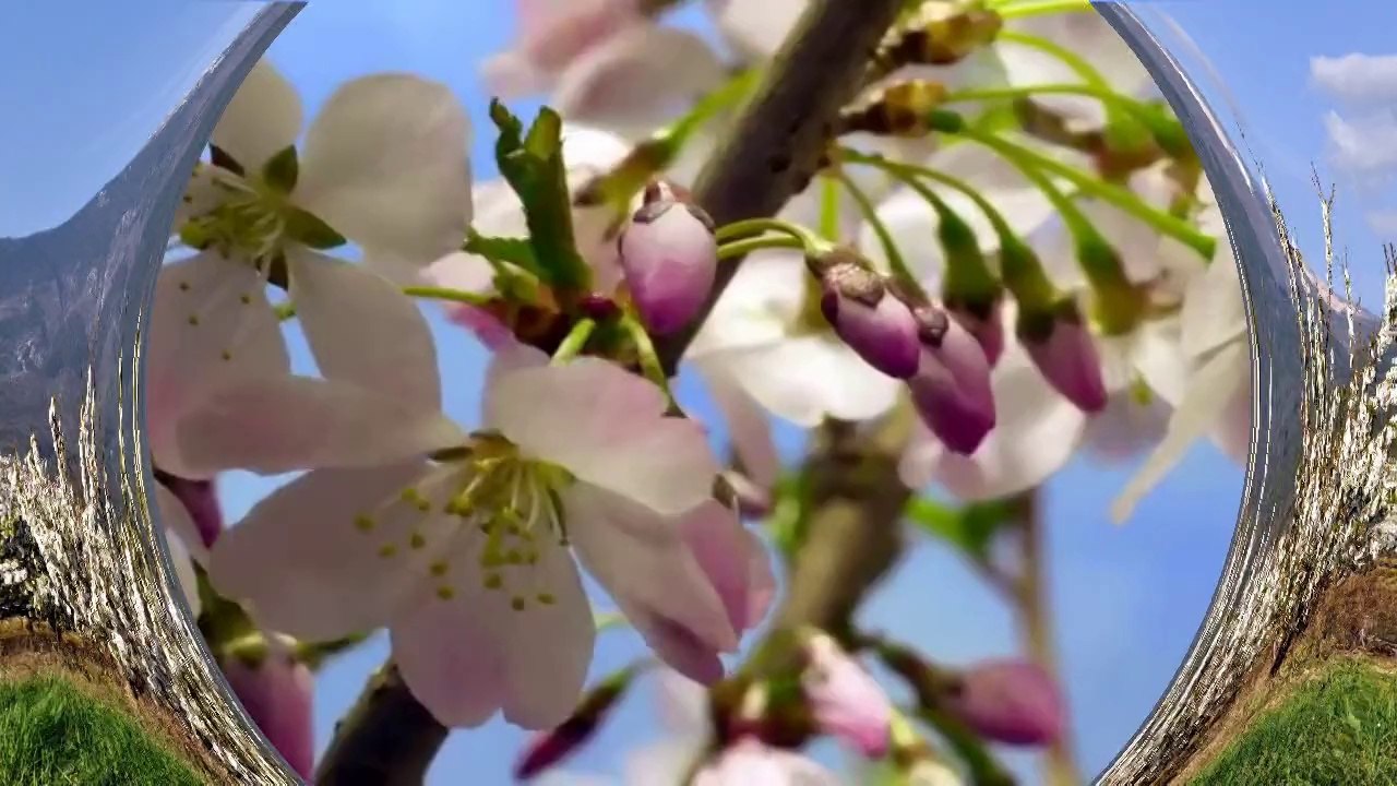 Cerisiers en fleurs au pied du Ventoux