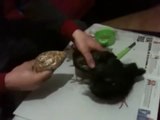 Yavru-güvercin- beslenmesi