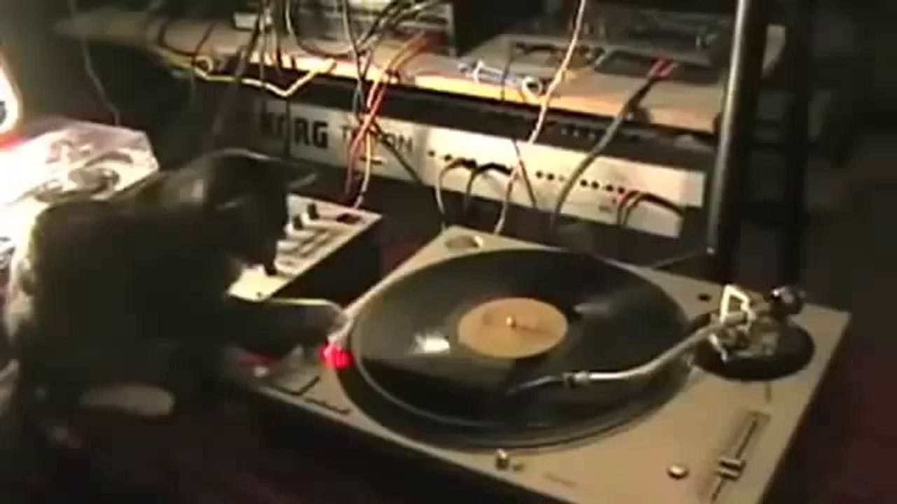 インベスター・ネットワークス東海おススメ！ネコのおもしろハプニング動画