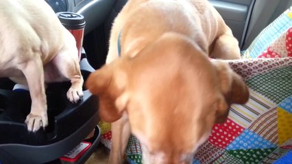 Dondurma Yemek İçin Sırasını Bekleyen Köpeğin İntikamı