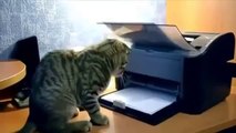 en komik videolar - yavru kediler - afrodizyakmedusa.com