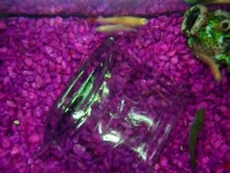 Poissons