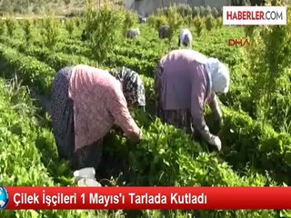 Çilek İşçileri 1 Mayıs'ı Tarlada Kutladı