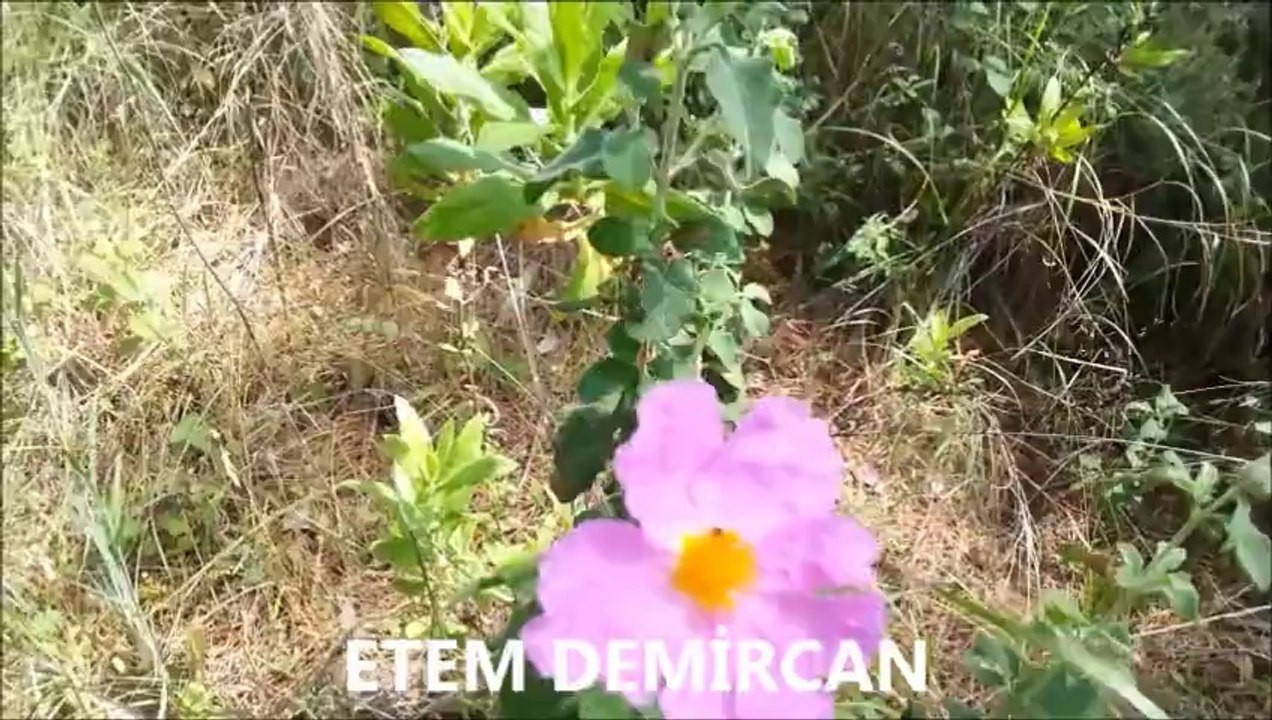 VEDA BUSESİ ZEKİ MÜREN
