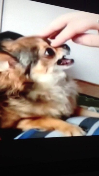 Meh dog :)