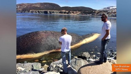 Dead Whale May Explode All Over Canadian Town