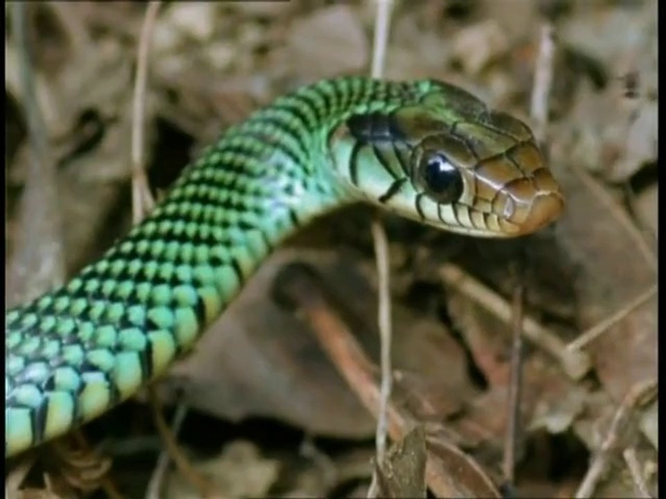 CLOWNS DANS LA ROBE DE PRINTEMPS - Danse oiseaux au Costa Rica