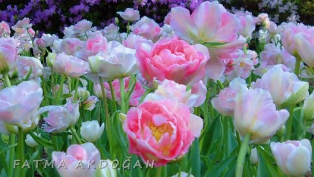 ARZU ŞAHİN-YARALI CEYLANIM