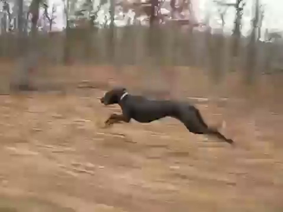 köpekler ne kadar hızlı koşabilir